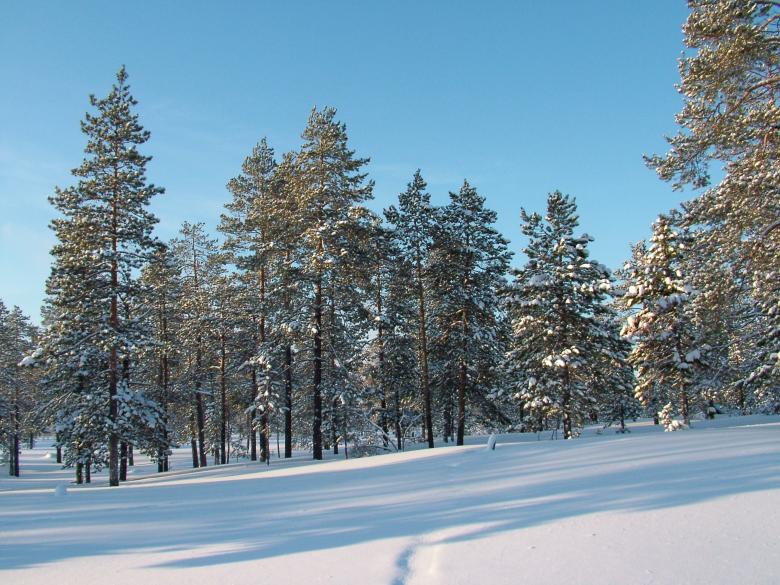 Free stock image of Winter Woods - Beautiful Day created by aleks