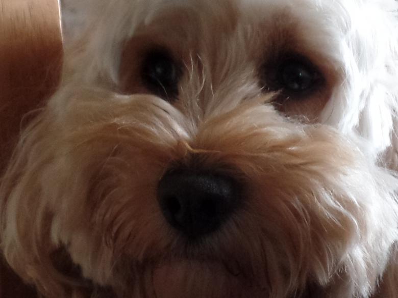 Free stock image of White Cockapoo Face created by Paul Mears