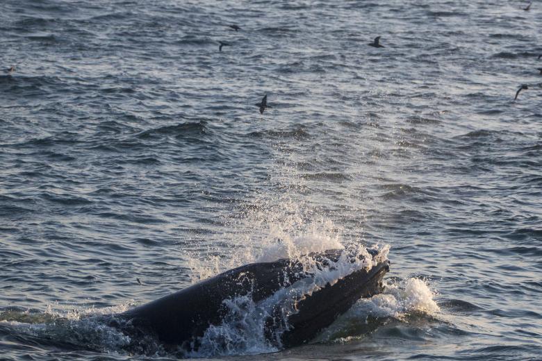 Free stock image of Humpback Whale created by Geoffrey Whiteway