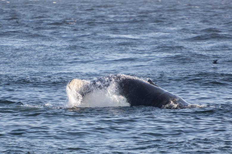 Free stock image of Humpback Whale Breaking Water created by Geoffrey Whiteway