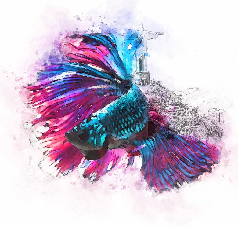 Free stock image of Colorful Fish - Rio de Janeiro created by ALBERTO  FABREGAS