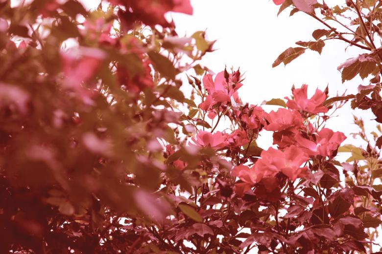 Free stock image of Rose Flowers created by Nika Akin