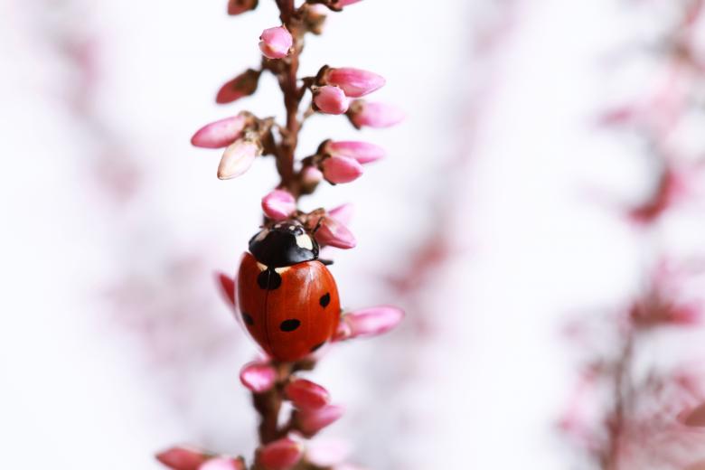 Free stock image of Ladybug on Pink Plant created by Nika Akin