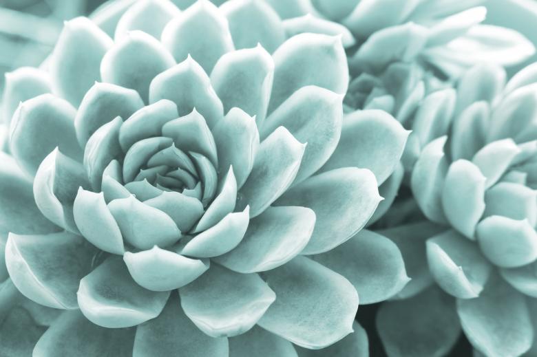 Free stock image of Succulents created by Nika Akin