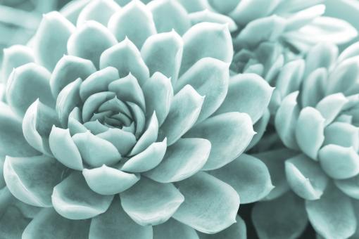 Succulents - Free Stock Photo