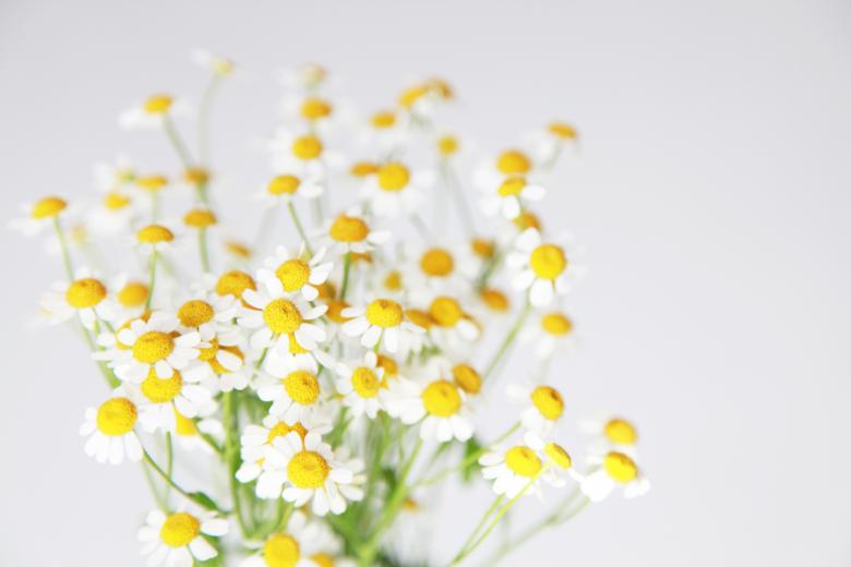 Free stock image of Daisy Flowers on White created by Nika Akin