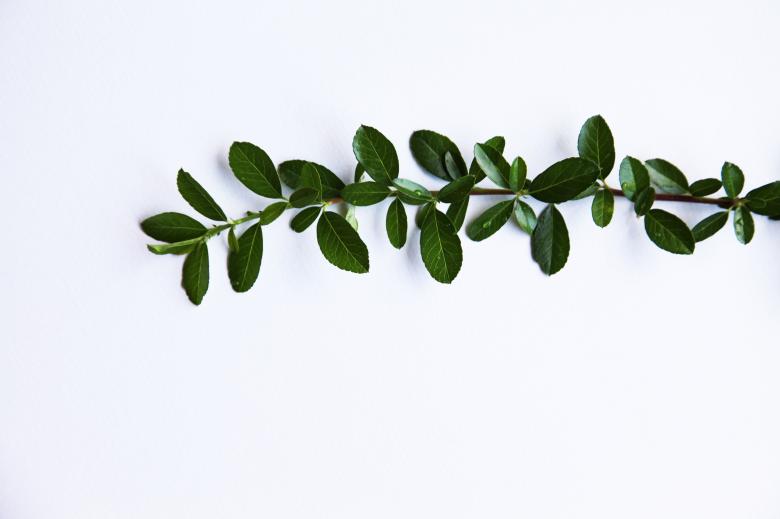 Free stock image of Green plant on white created by Nika Akin