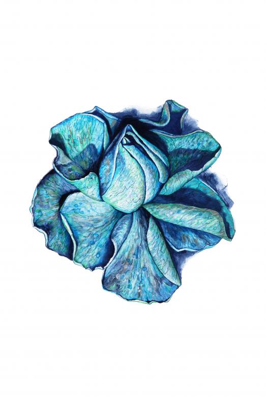 Free stock image of Blue Rose Illustration created by Nika Akin