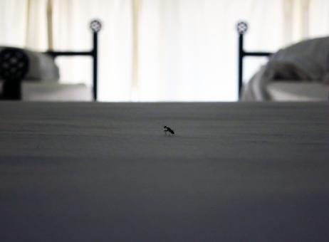 Bed bug - Free Stock Photo