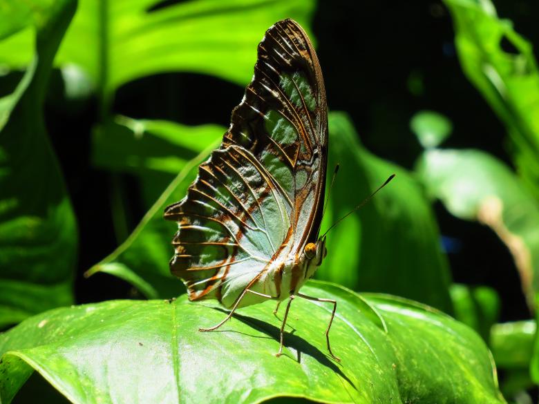 Free stock image of Butterfly on Leaf created by Fairly Simpson