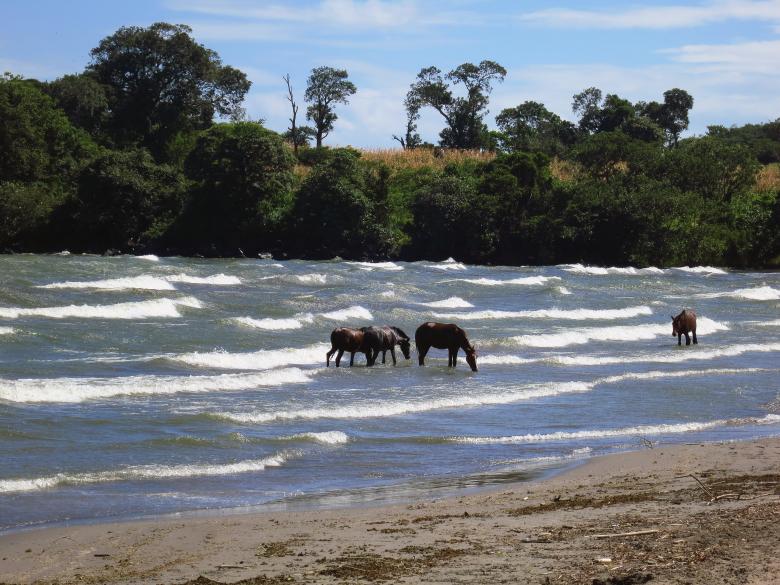 Free stock image of Sea horses created by Fairly Simpson