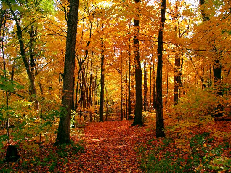 Free stock image of Autumn Forest created by nino nin