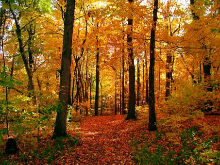 Autumn Forest - Free Stock Photo
