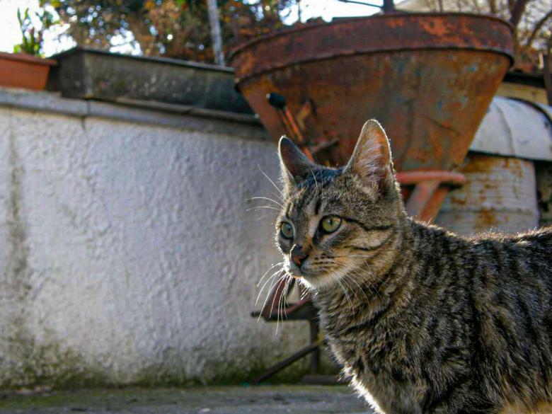 Free stock image of Greek Cat Cindy created by sT@vr0z