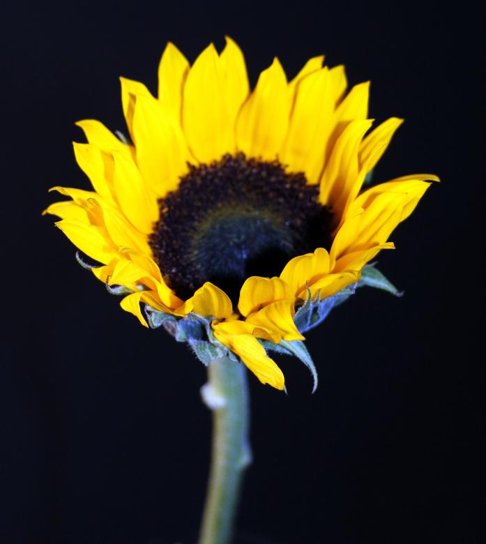 Free stock image of Yellow Flower on Black Background created by vera reece
