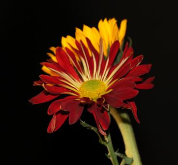 Colorful Flowers on Black
