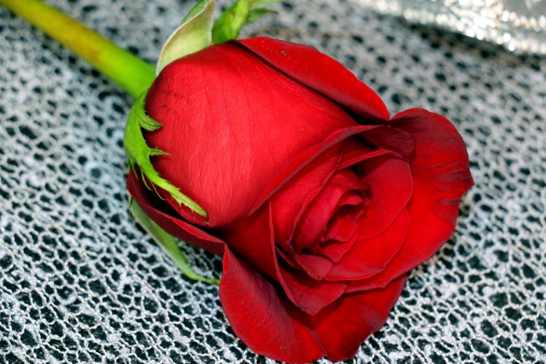 Free stock image of Red Rose on Table created by vera reece