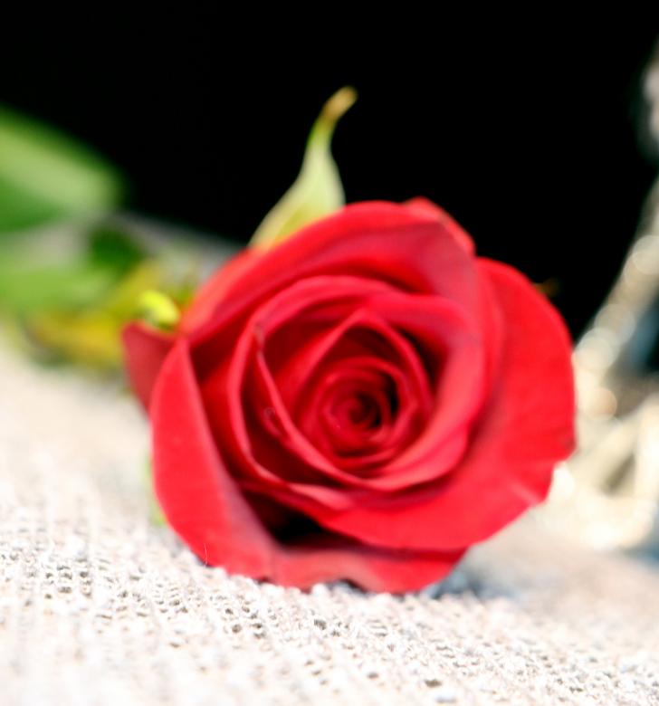 Free stock image of Red Rose - Closeup - Valentines Day created by vera reece