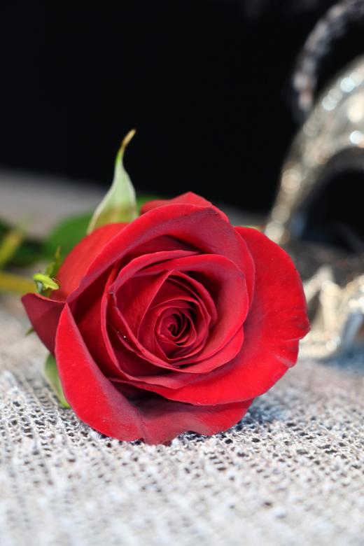 Free stock image of Red Rose for Valentines Day created by vera reece