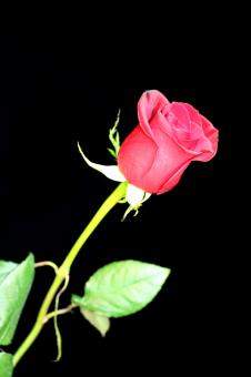 Red Rose on Black Background - Free Stock Photo
