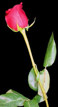 Beautiful Red Rose