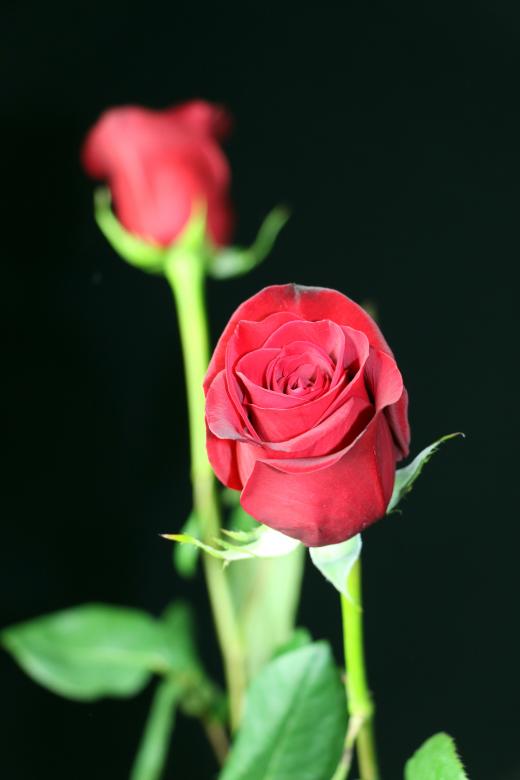 Free stock image of Red Roses on Black created by vera reece