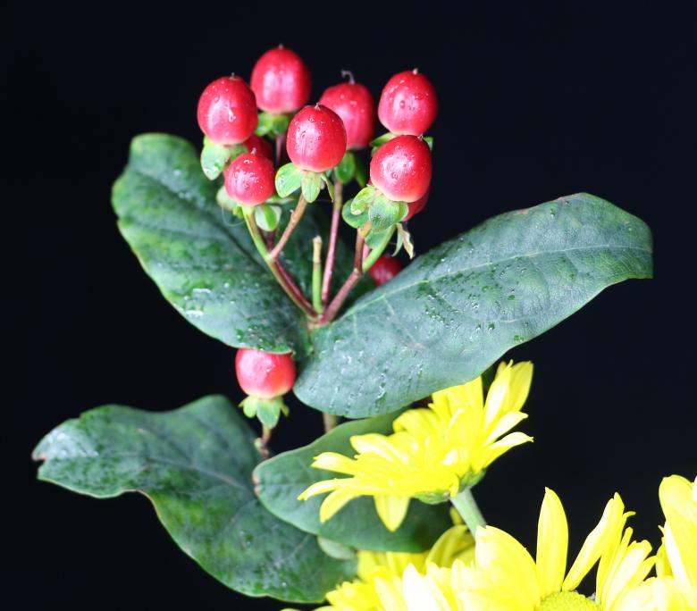 Free stock image of Red berry like flowers created by vera reece