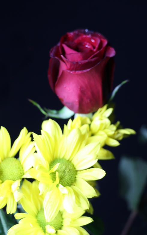 Free stock image of Red rose bud and yellow flowers created by vera reece