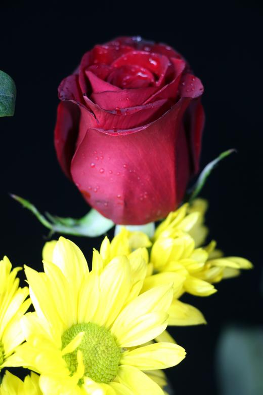 Free stock image of Red rose bud with yellow flowers in front created by vera reece