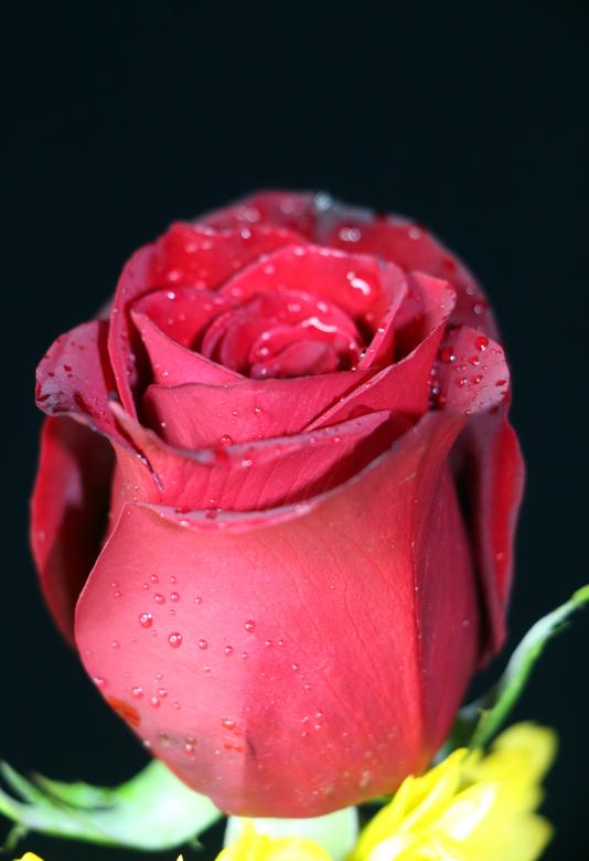 Free stock image of Red rose bud created by vera reece