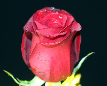 Red rose bud with droplets - Free Stock Photo