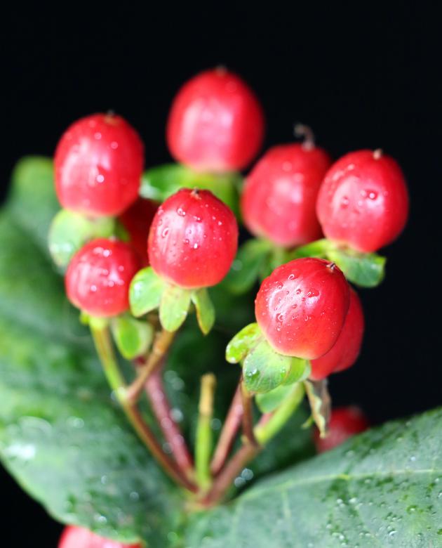 Free stock image of Red berry like flowers created by vera reece