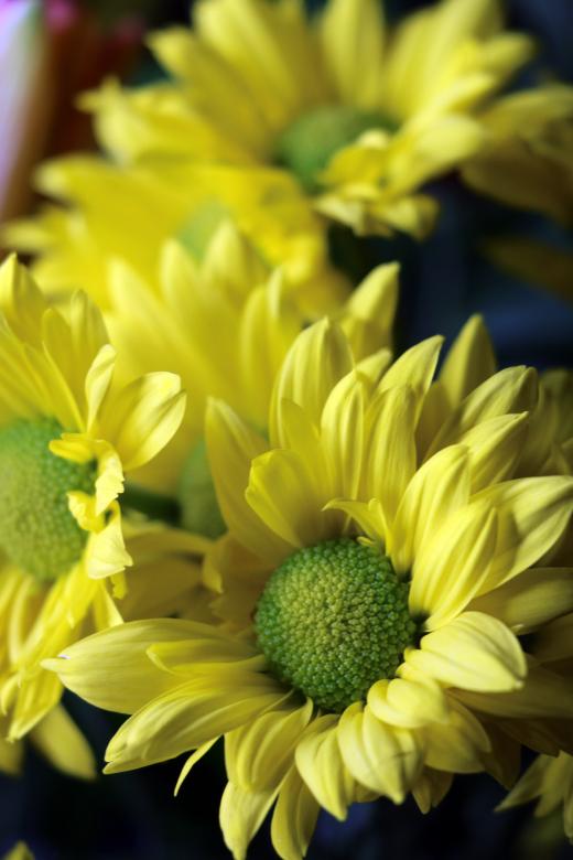 Free stock image of Yellow Daisies created by vera reece