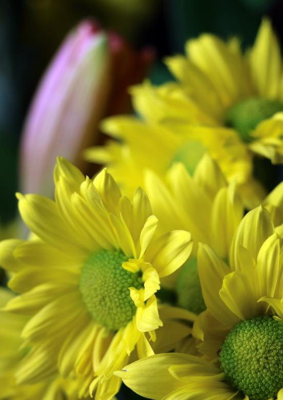 Free stock image of Yellow Daisy Flowers created by vera reece