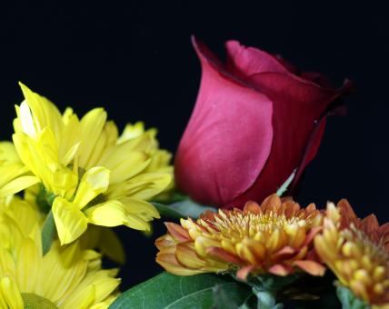 Red rose with yellow flowers - Free Stock Photo