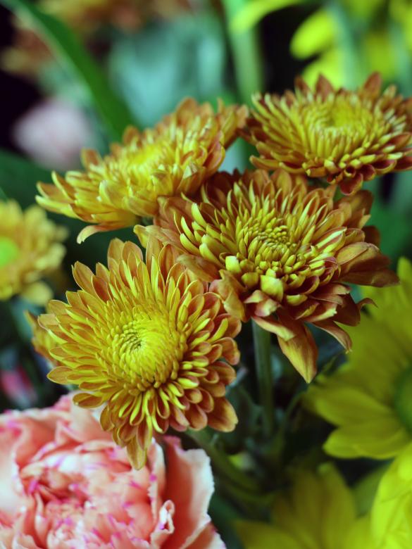 Free stock image of Yellow and orange flowers close up created by vera reece