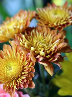 Yellow and orange flowers close up - Free Stock Photo