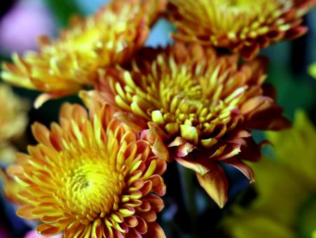 Yellow and orange flowers close up - Free Stock Photo