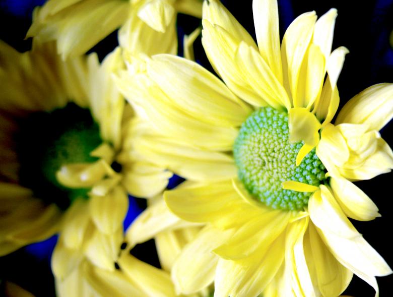 Free stock image of Bright Yellow Daisy created by vera reece