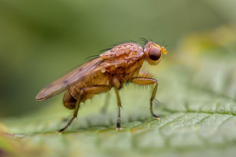 Free stock image of Marsh Fly created by Geoffrey Whiteway
