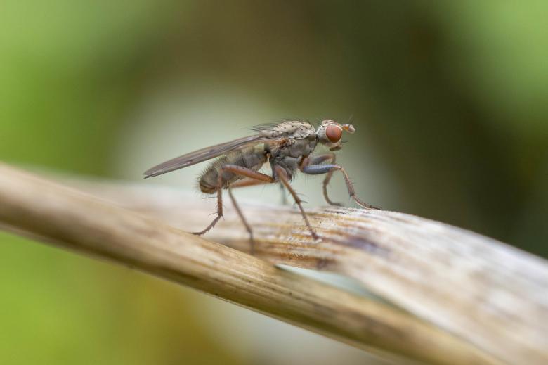 Free stock image of Marsh Fly Macro created by Geoffrey Whiteway