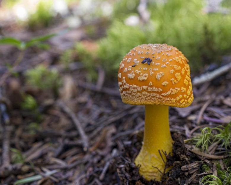 Free stock image of Amanita Muscaria created by Geoffrey Whiteway