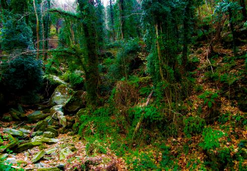 Into the woods - Free Stock Photo