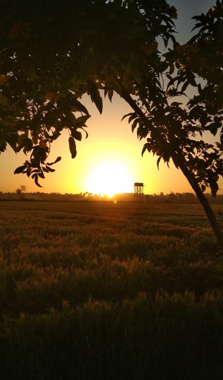 Free stock image of Nature of sun and tree created by BasSem