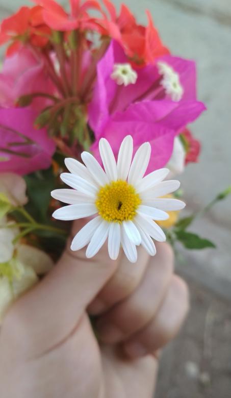 Free stock image of Beautiful flower in hand created by BasSem