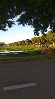 Trees landscape