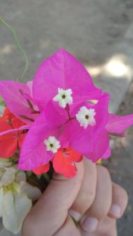 Pink Flower in Hand - Free Stock Photo