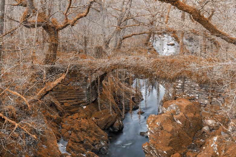 Free stock image of Ancient Welsh Woods created by Nicolas Raymond