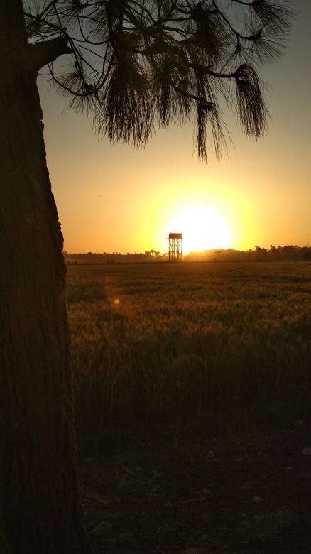Free stock image of Sunset and tree created by BasSem