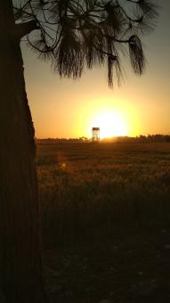 Sunset and tree - Free Stock Photo